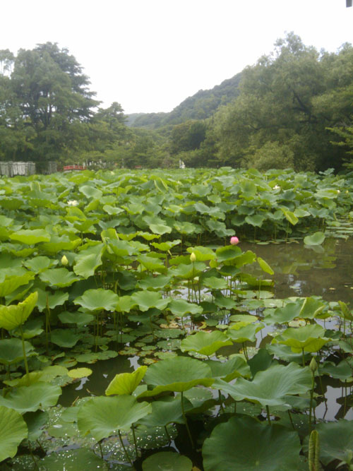 ���ҹ�ơ�ס�2010ǯ����ƻ�񡡥���ƥ�����